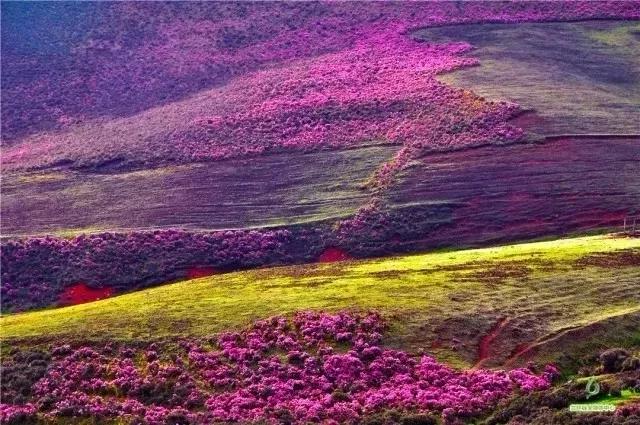 鍏板潽鍗拌薄,鍏板潽涔″湡鍗拌薄