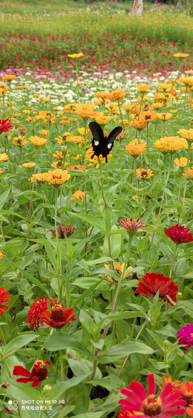 贵州麻江百日菊花海盛开,三都产蛋岩景区