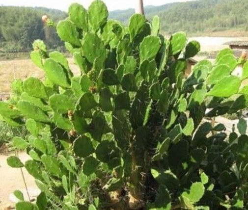 仙人掌简单好养，只要把握它的习性和爱好，何愁养不好仙人掌。