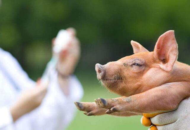 得了猪瘟的猪怎么杀死,保育猪得了猪瘟怎样治疗