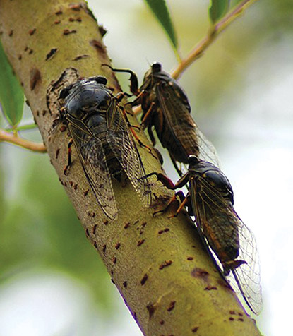 动物世界中最小的昆虫,动物世界最奇特的鸟