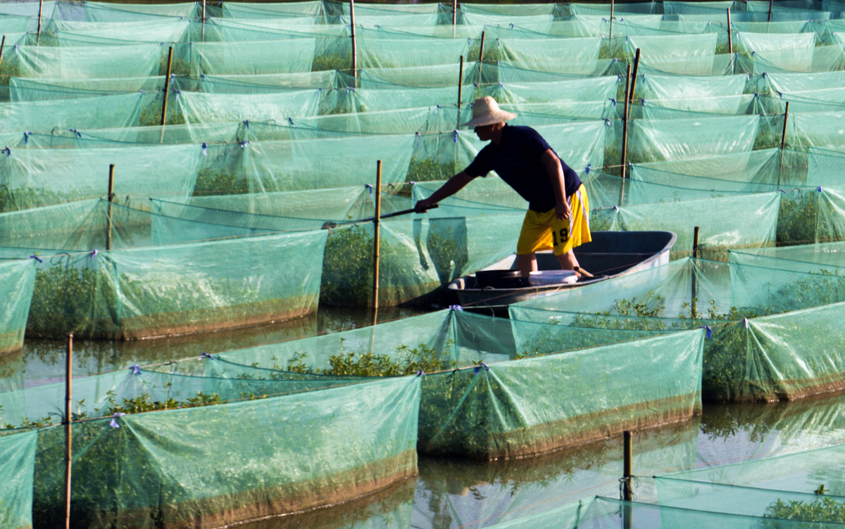 黄鳝疾病防治措施,防治黄鳝疾病用什么药