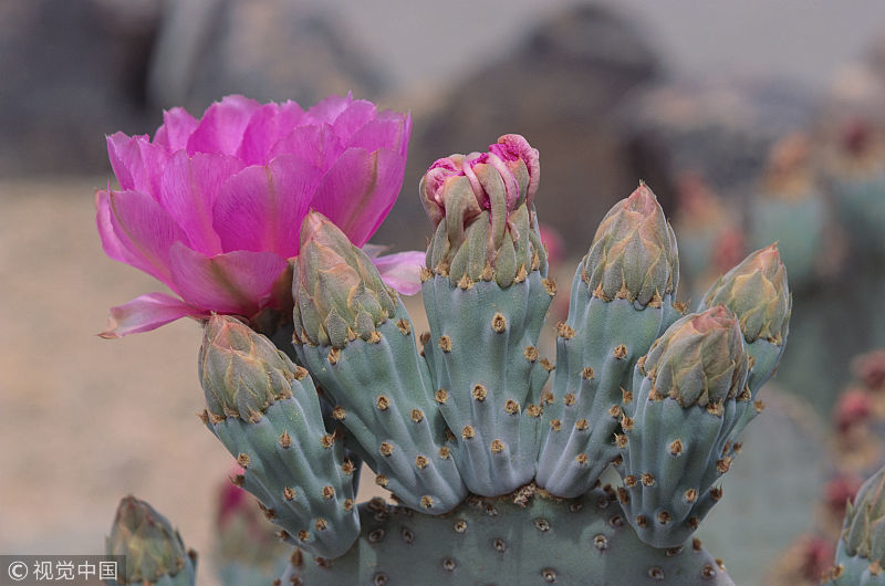 展现真诚与坚韧,展示你的真诚