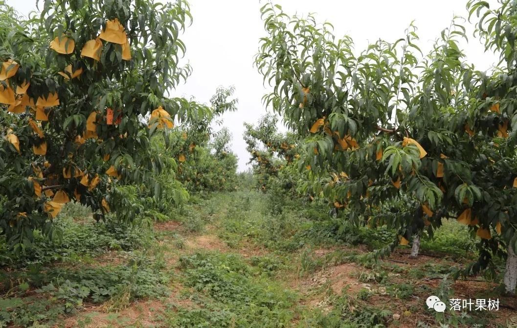 种植效益最好的黄桃品种,鲜食黄桃品种介绍