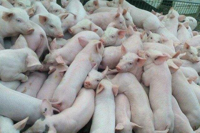 畜牧兽医站三抓三促,养猪管理仔猪断奶八不做原则