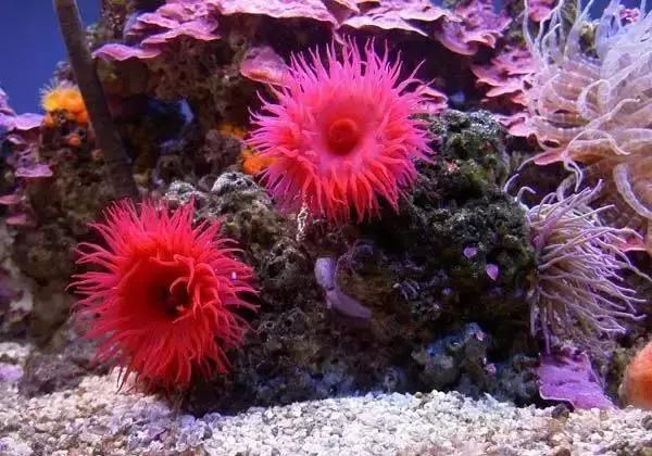 宁波一渔民整理海鲜大全,宁波最全的海鲜