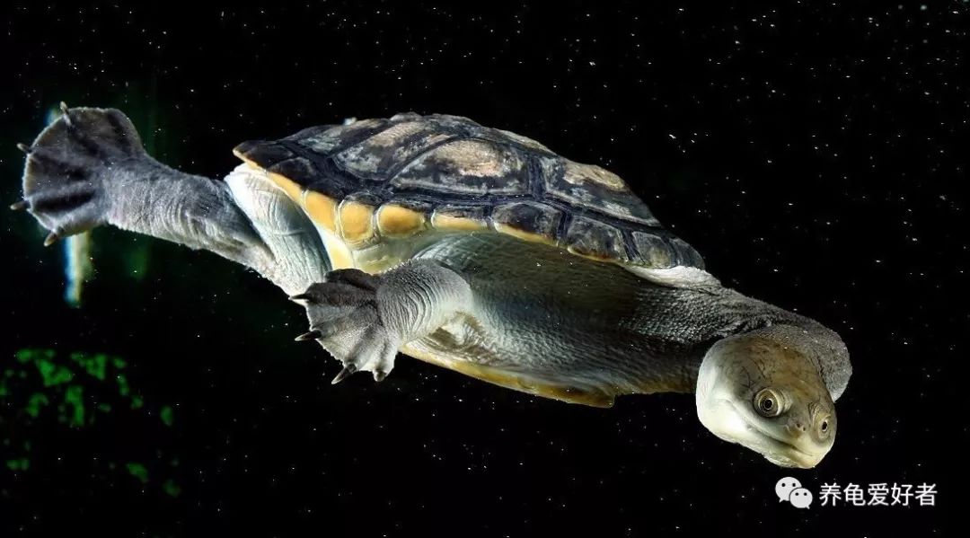 天气冷龟龟冬眠怎么办,龟不用加热棒怎么给龟加温