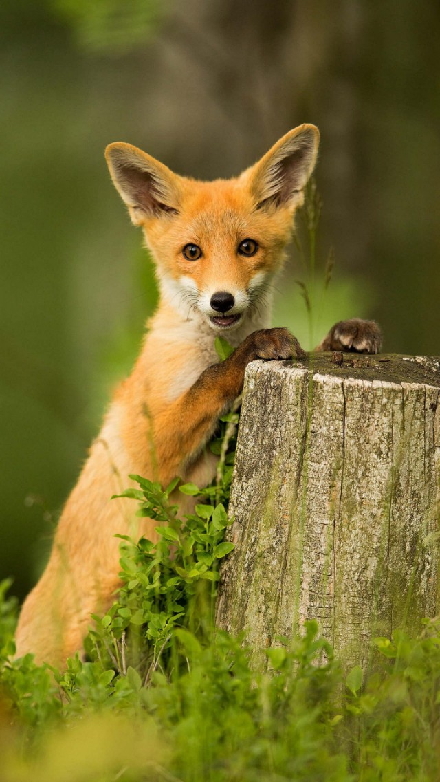 精美二次元壁纸高清,60张绝美壁纸超清