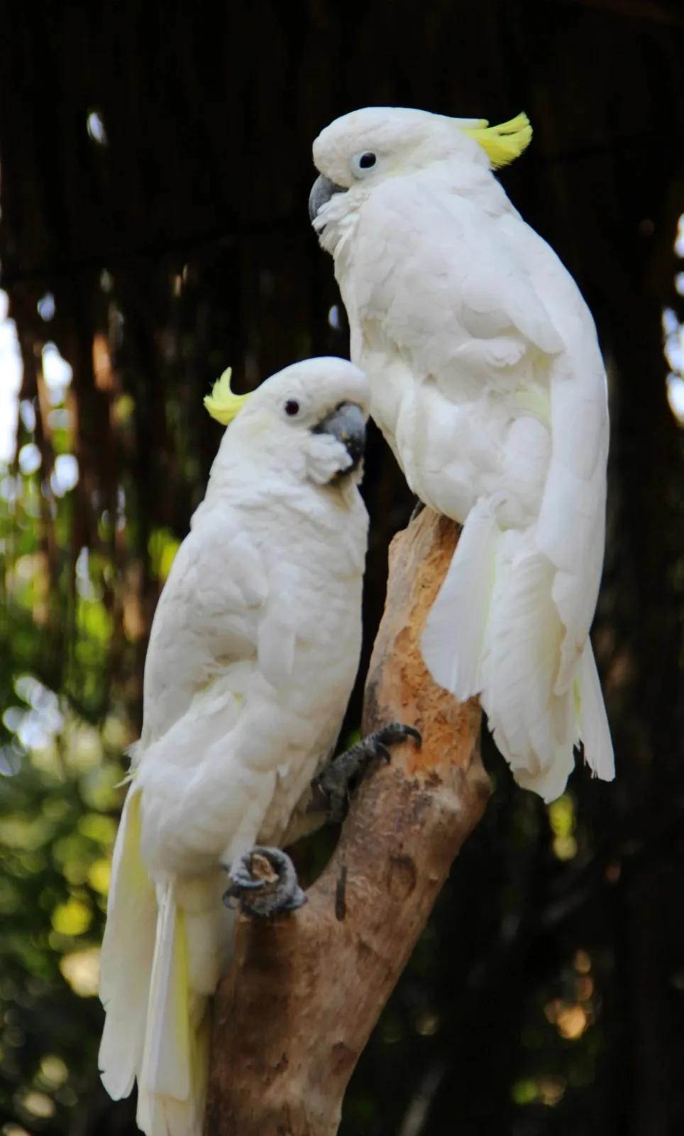 到长隆野生动物园坐地铁到哪站,广州长隆野生动物园玩一圈多久