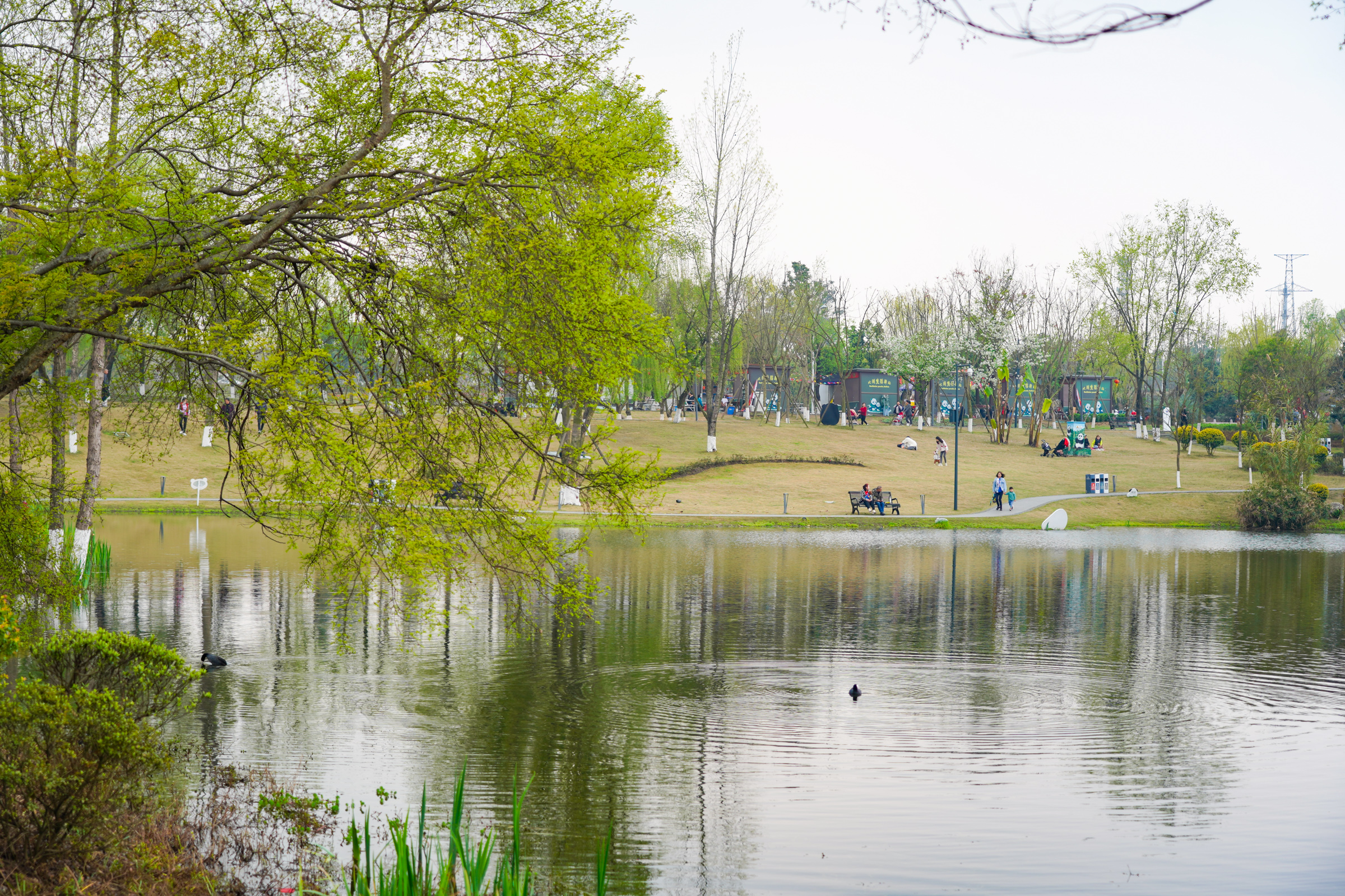成都酒店大熊猫一日游,成都大熊猫繁育研究基地游玩攻略