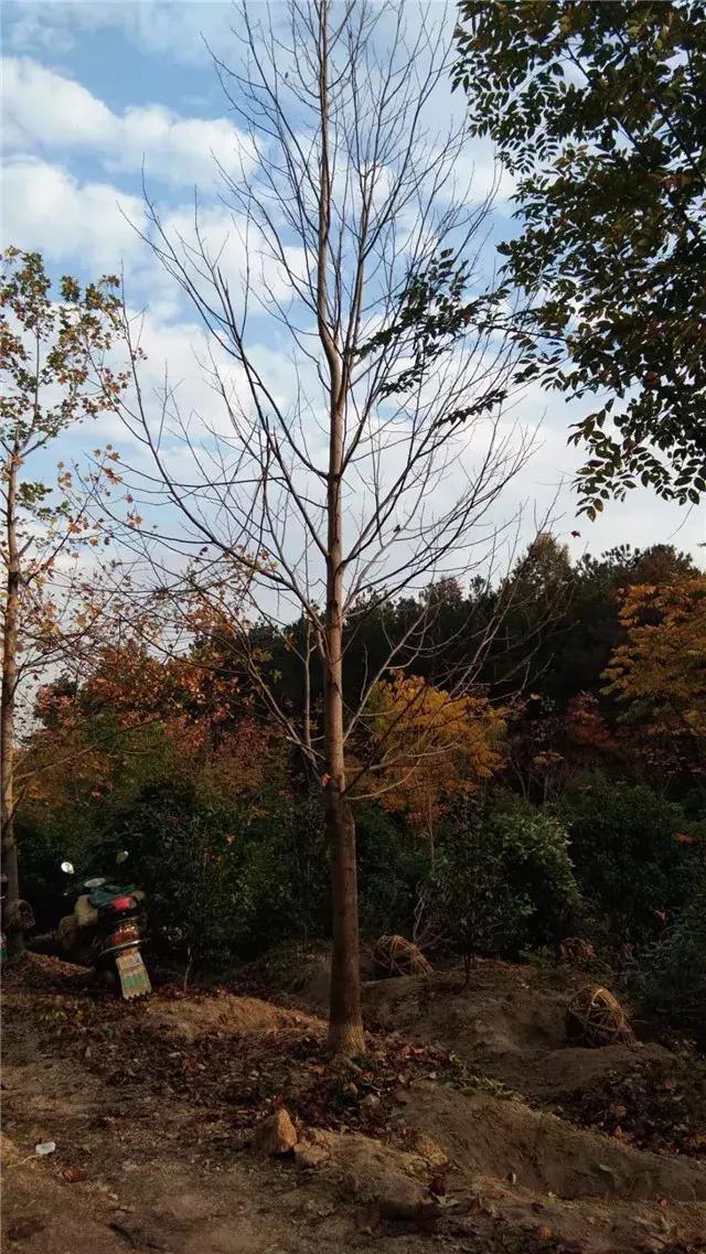 「苗木通新晋会员」湖州陈春耕：细节具体、价格适中、售后保障