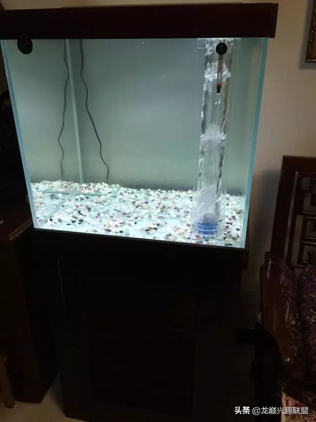 垃圾桶旁边的四方鱼缸,捡回去养了一缸金鱼,别说还挺不错
