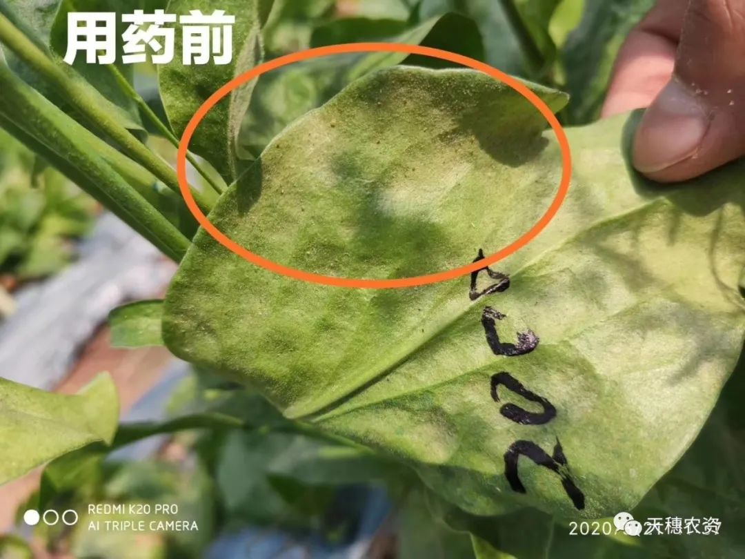 猎护杀虫剂打虫吗,猎护农药