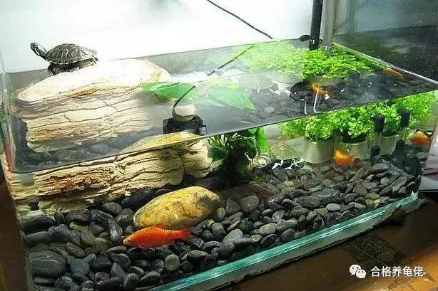 细说国龟之美中华草龟,1米的中华草龟养龟日常