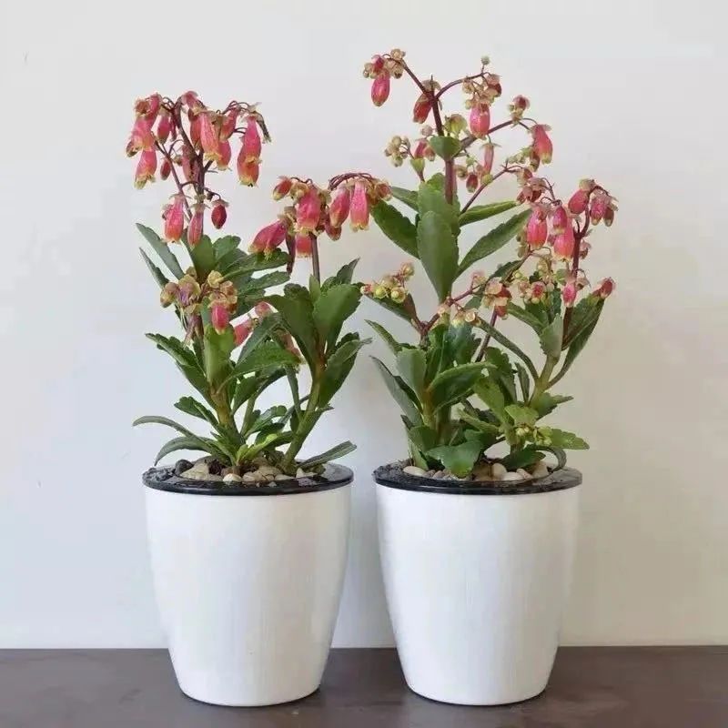 适合新手养的灯笼花,灯笼花用什么花盆栽最好