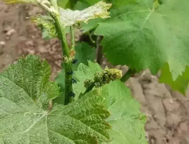 夏黑葡萄各个时间防哪些虫害,葡萄14种常见虫卵图解