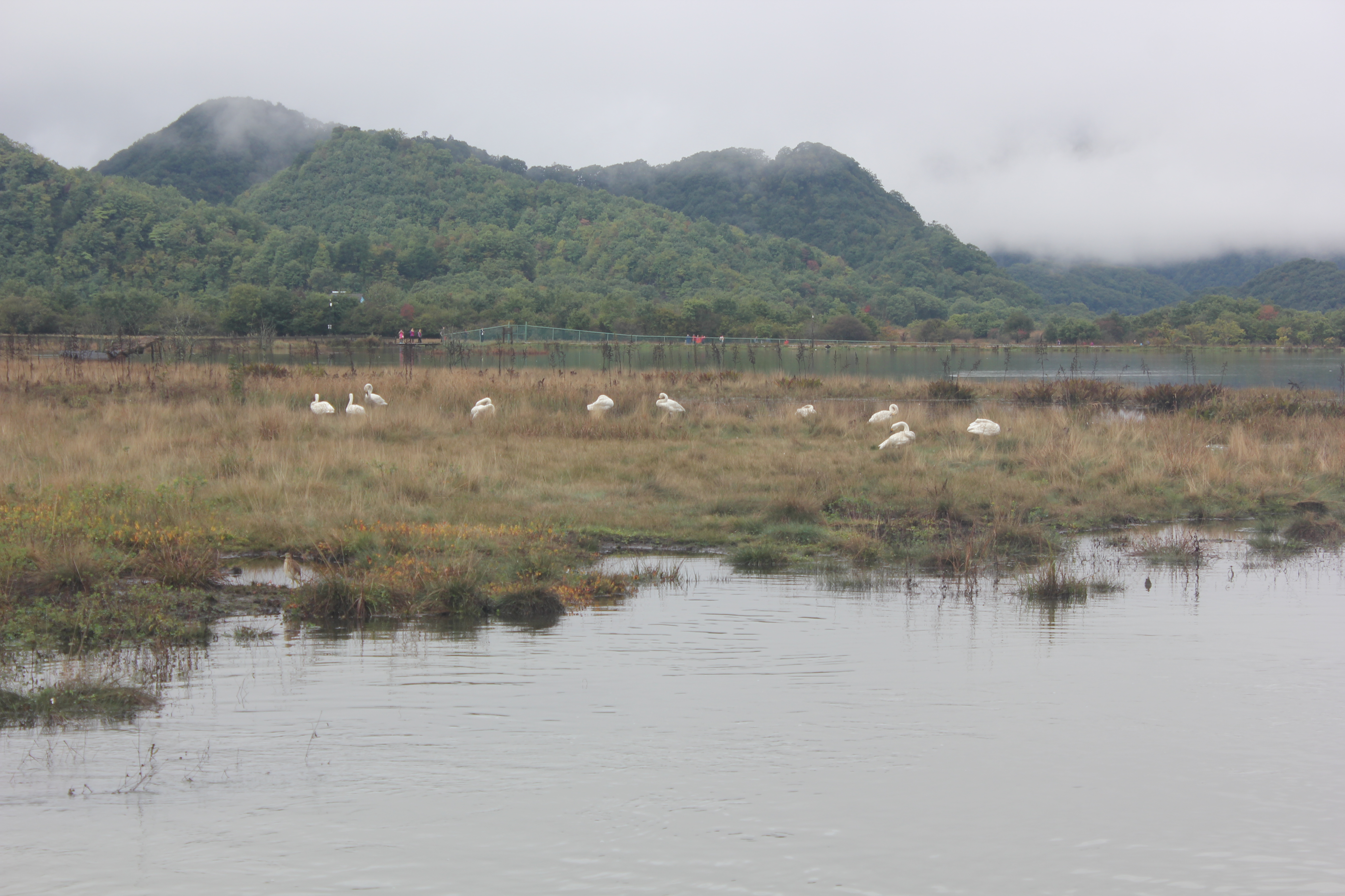 雨中神农架探秘之旅｜国庆节武汉至神农架自驾游攻略分享