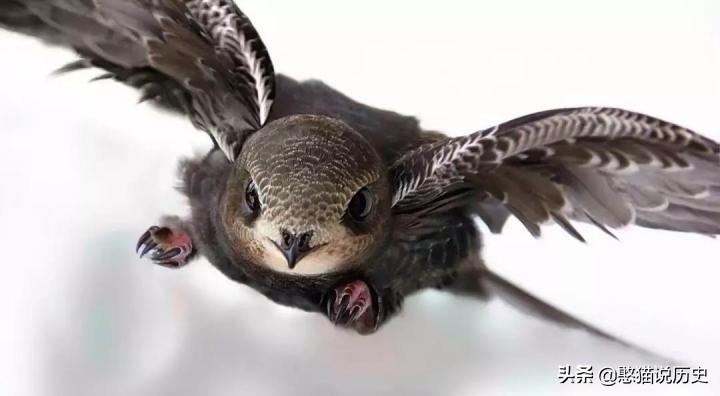 无脚鸟古人,无脚鸟世界上有什么鸟