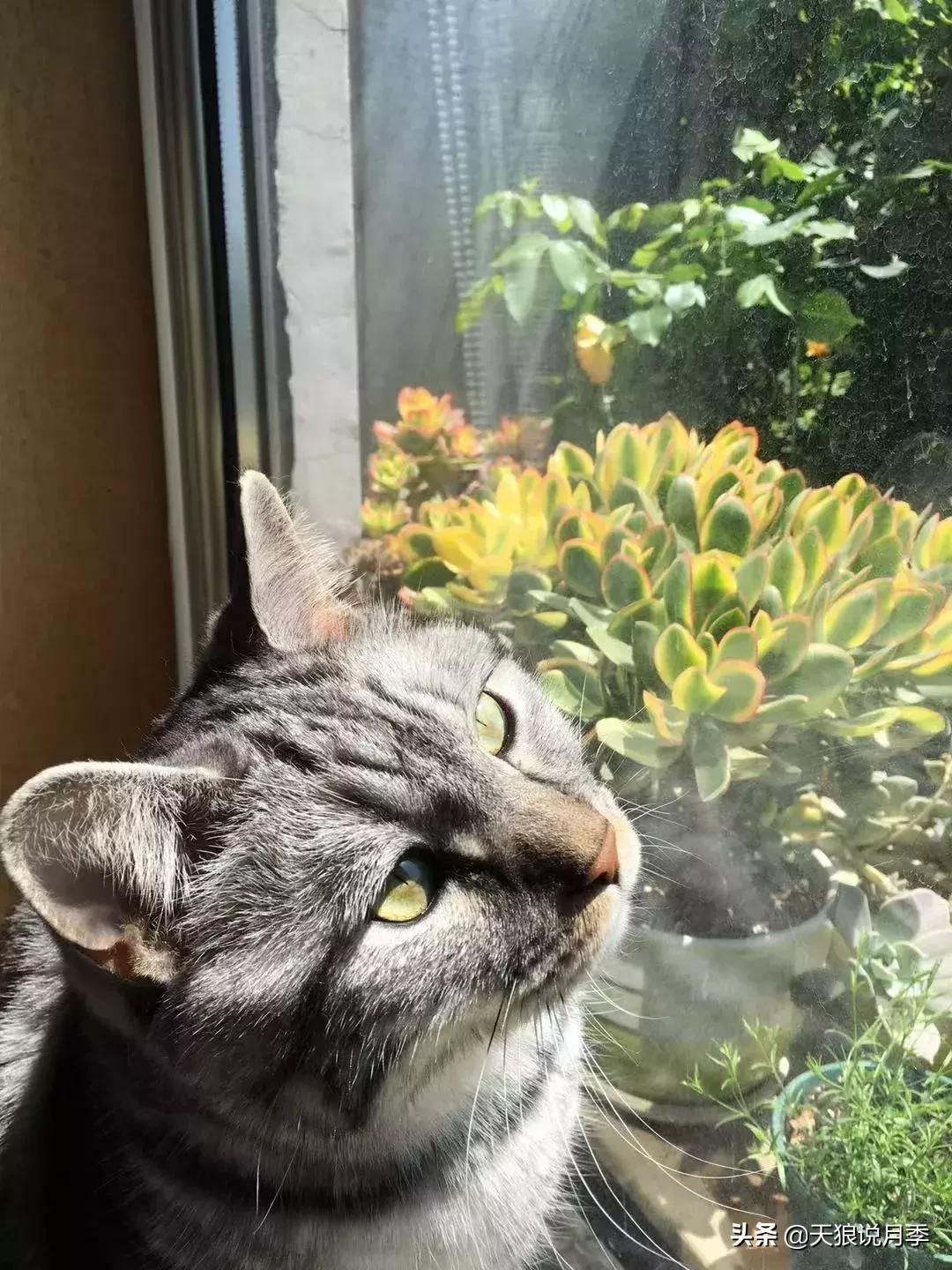 露台打造花海,她用10年改造庭院