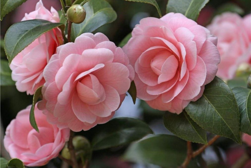 茶花花苞开放一半打不开怎么办,茶花好多花苞就是不开花怎么办