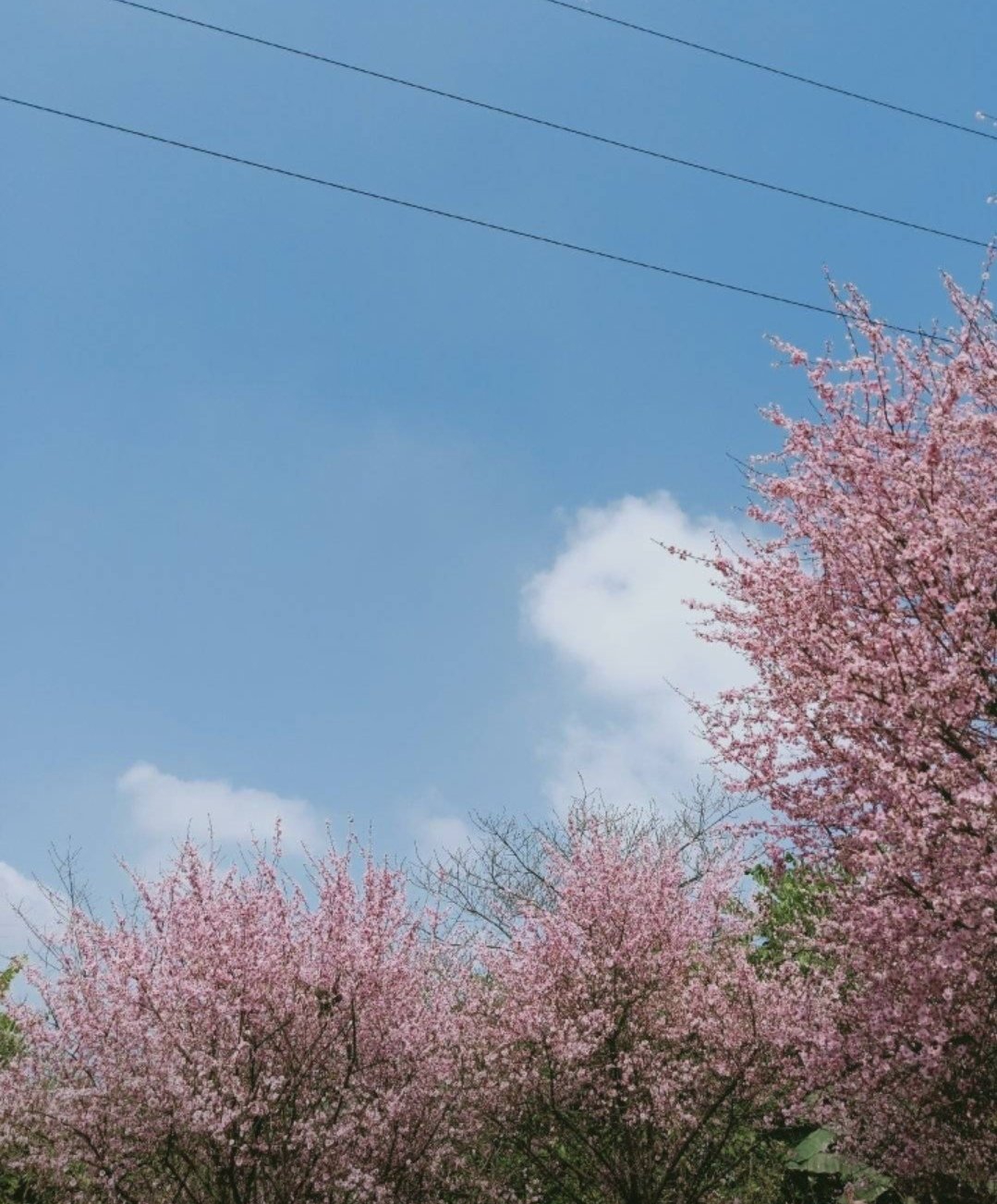 照母山环境,照母山山林