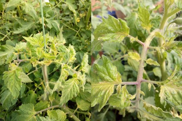 番茄发生冻害怎么缓解,番茄受冻害后该如何补救