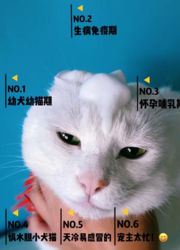 小宠肤可安猫咪用的好吗,用小宠肤可安给猫洗澡