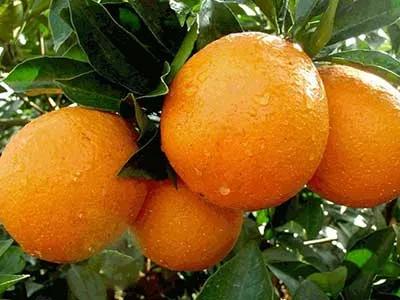 三种方法助你写好观察日记