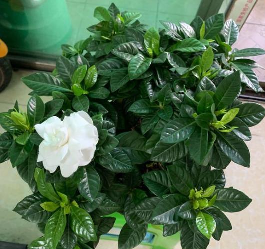 养栀子花用什么样的酸水,栀子花酸水过多会怎么样