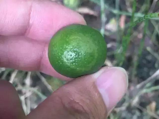 有机硅与橙皮精油,有机硅助剂和橙皮精油