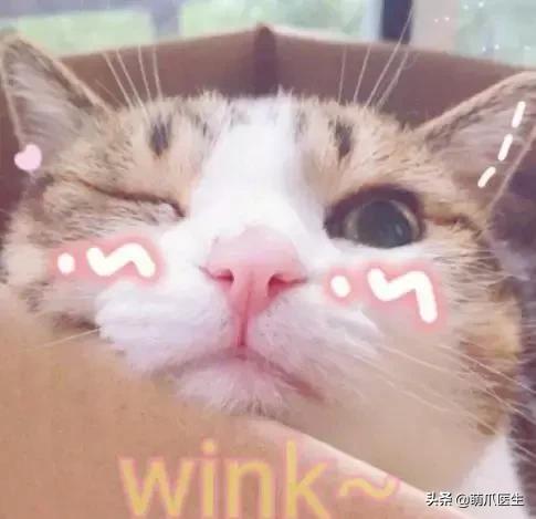 假期出行猫咪怎么安置,出去游玩5天猫咪该怎么办