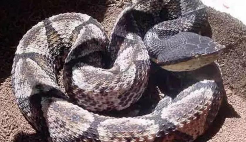 尖吻蝮为什么烂肉,尖吻蝮烂肉王能吃吗