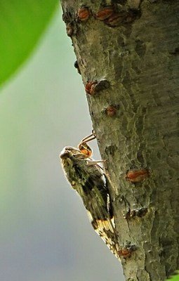 常见四种知了,常见的知了