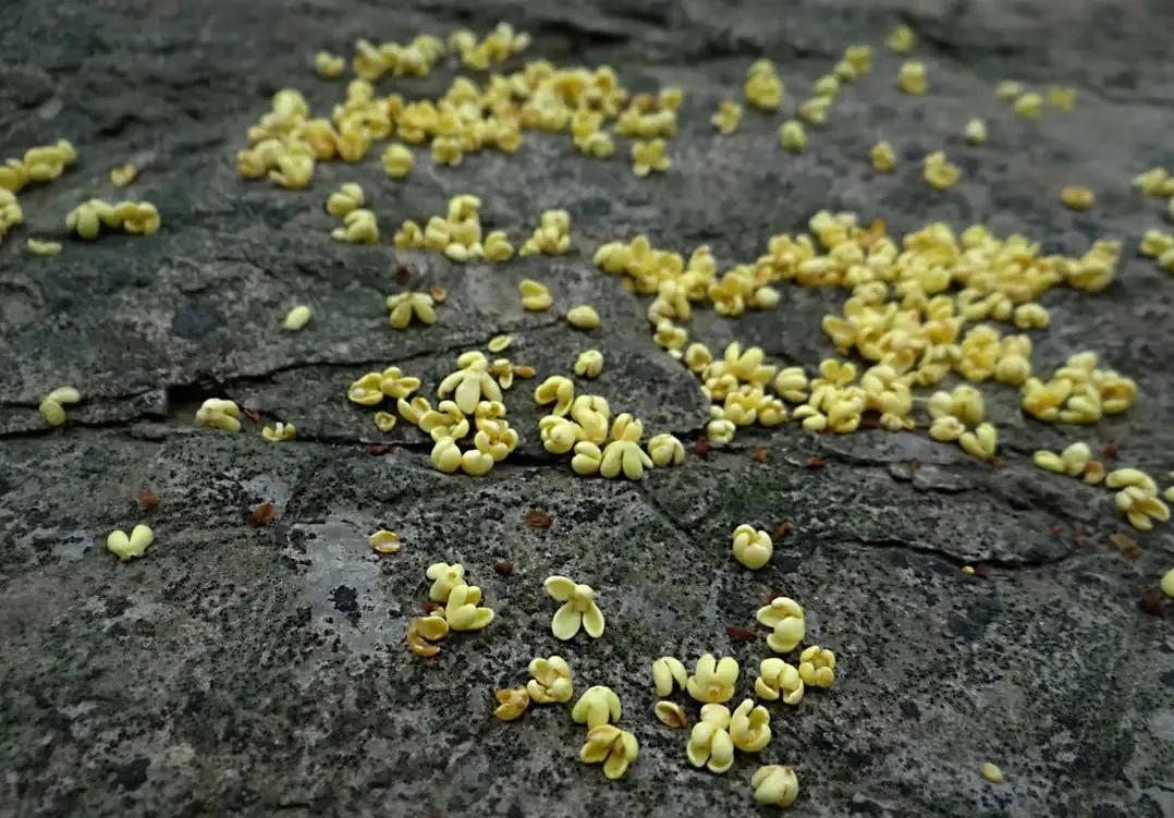 王维诗文作品100首,王维冷门诗精选