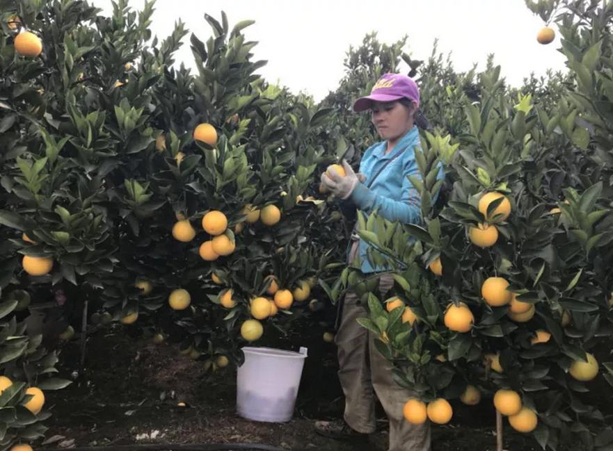 褚橙营销现状及案例分析,褚橙的销量2个亿是真的吗