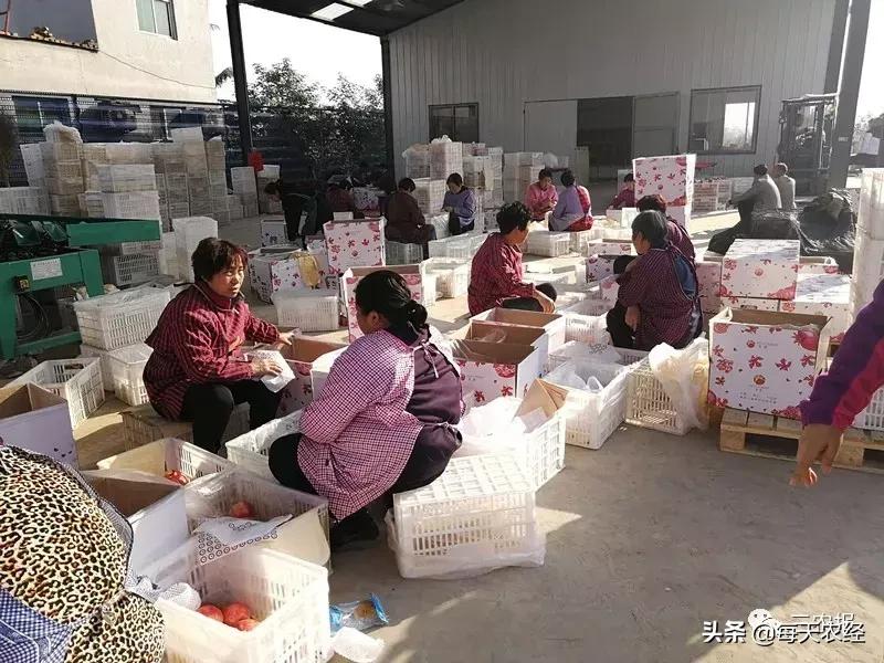 软籽石榴修剪方法视频,软籽石榴幼树整形修剪