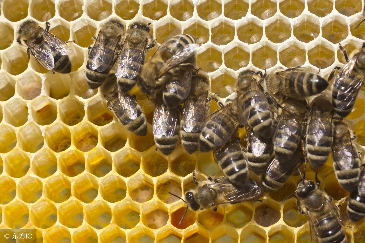 如何做好管理的同时又做好技术,怎样管理开花多