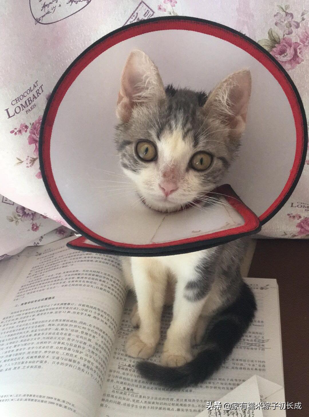 严重猫癣的症状及治疗方法,猫癣怎么治越来越严重了