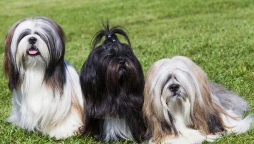 国内最常见的二十种狗,国内常见的几种狗