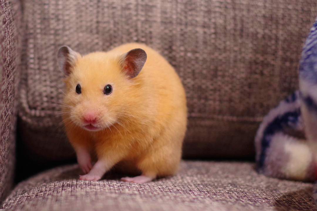 小仓鼠被抓在笼子里啦,仓鼠走迷宫爬墙被抓回去