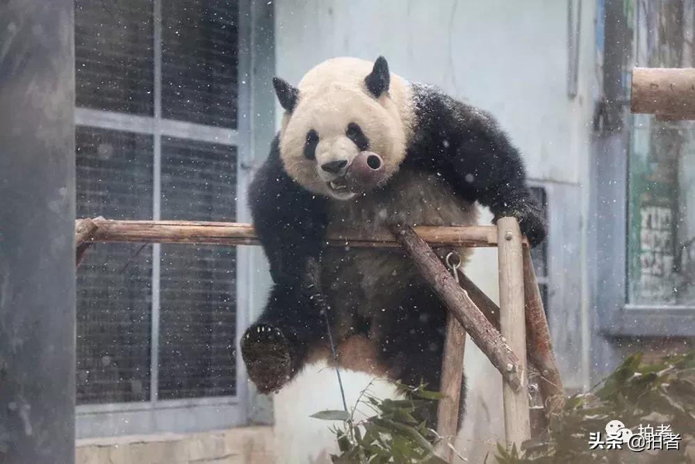 北京迎初雪9只熊猫,北京喜迎初雪去北京动物园看熊猫