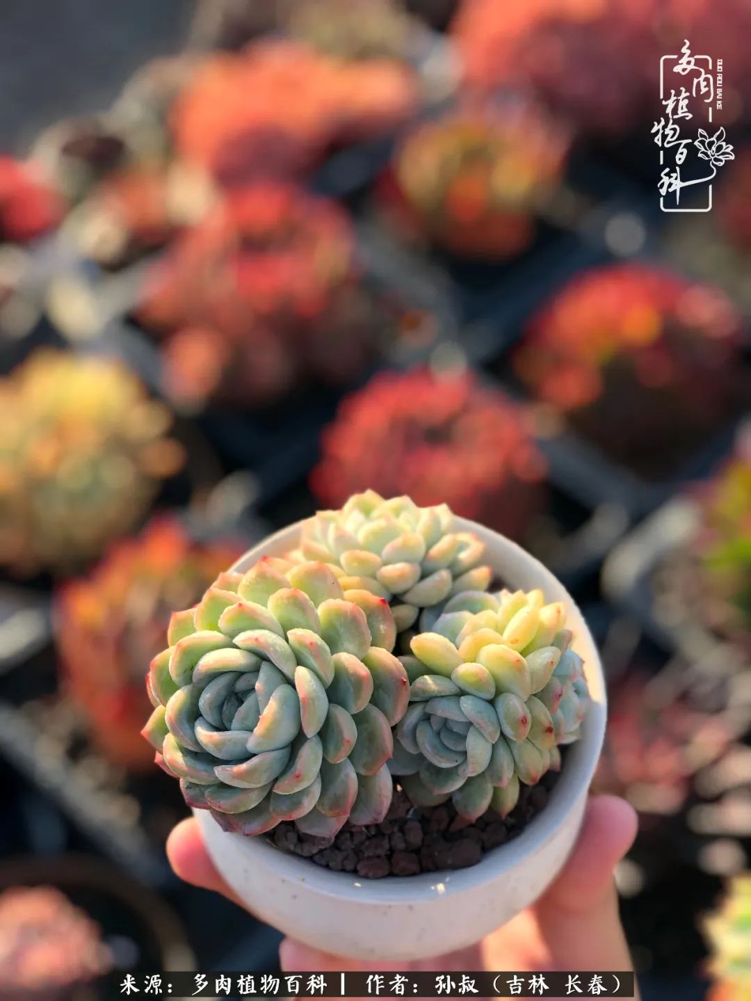 与多肉一起成长,与多肉相伴