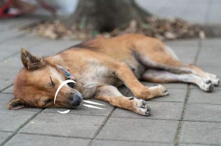 狗狗吐了突然倒地,狗狗突然倒地四肢伸直尿失禁