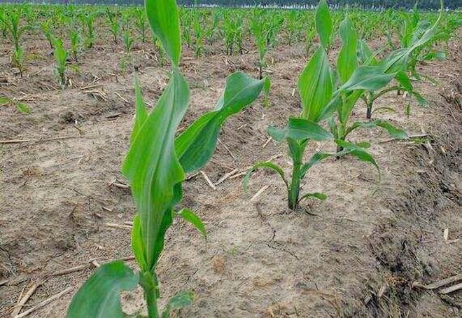 玉米苗什么时候打除草剂效果最好,喷施玉米苗后除草剂的注意事项