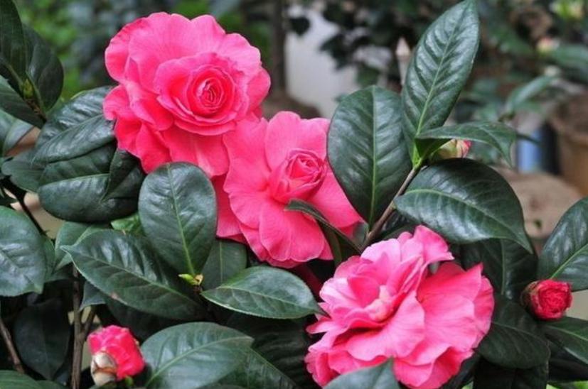 植物黄叶就用它调理,植物黄叶用什么挽救