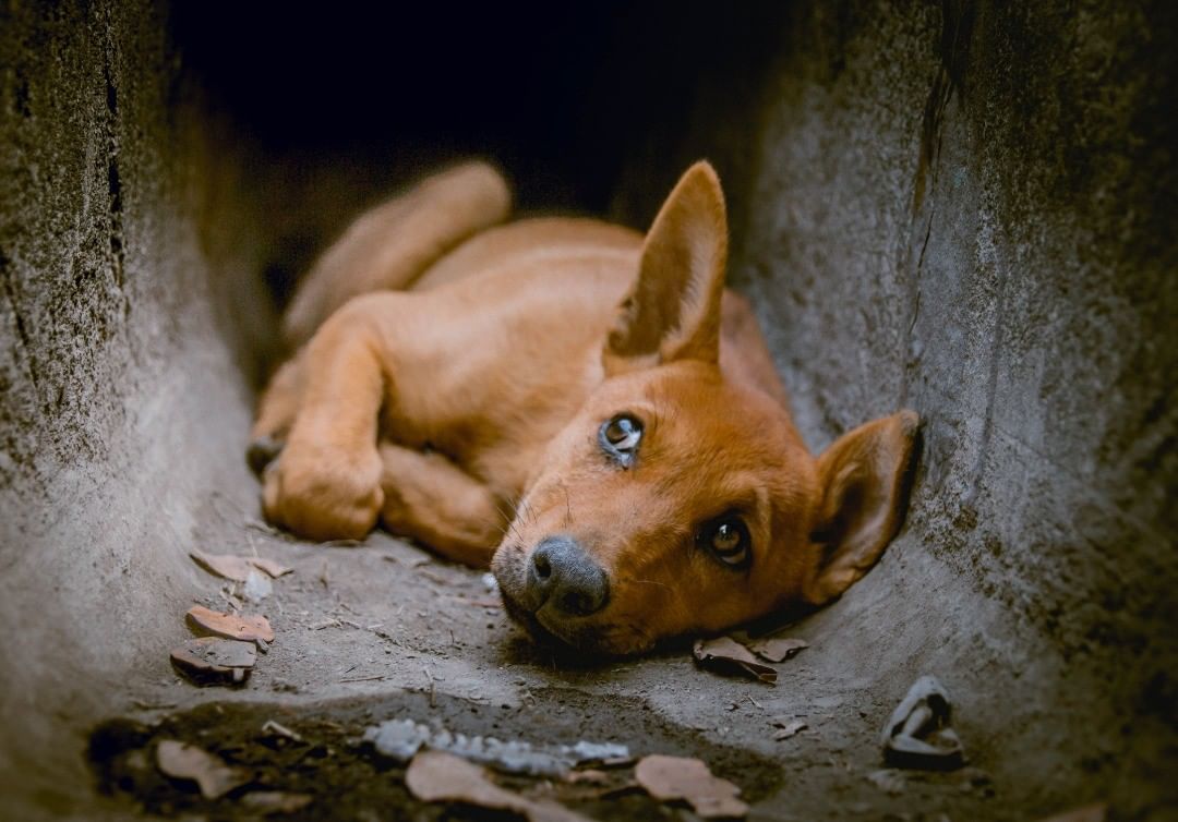 宠物专用草坪,宠物专用草坪有用吗