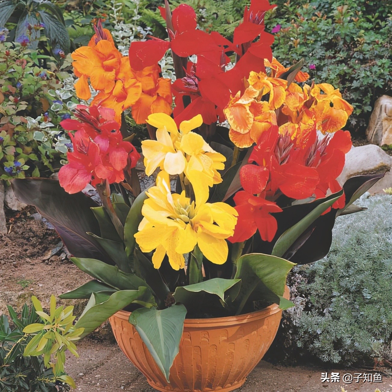 表面装傻内心睿智的星座,很聪明却装傻的星座是什么