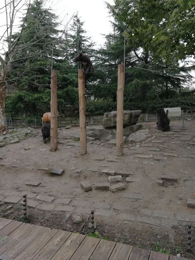 在上海迪士尼怎么玩比较快呢,在上海迪士尼玩一整天