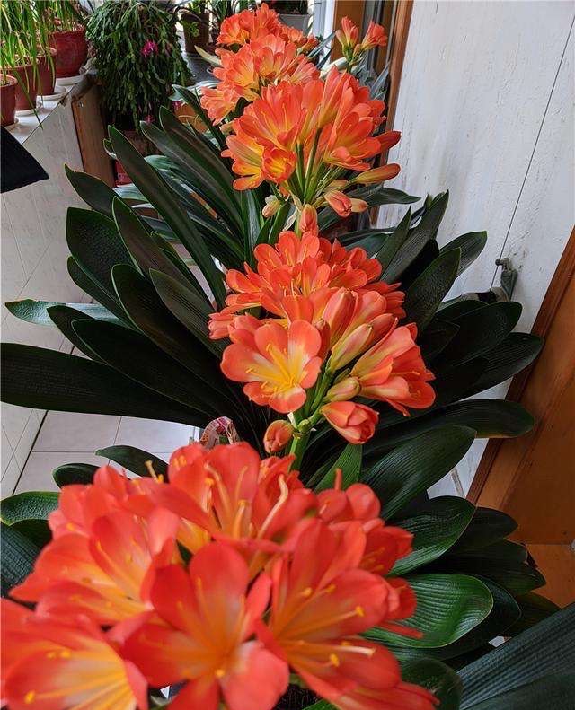 8种懒人花,爬墙爆花懒人月季