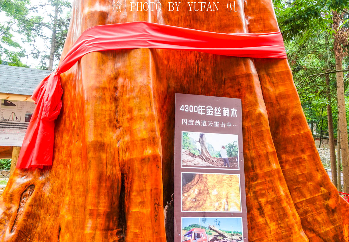 全国最大金丝楠木树视频,金丝楠木渡劫成功了是什么样子